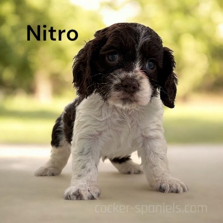 puppy, for, sale, Cocker Spaniel, Joe & Cherri  Overlease, dog, breeder, Miller, MO, dog-breeder, puppy-for-sale, forsale, nearby, find, puppyfind, locator, puppylocator, aca